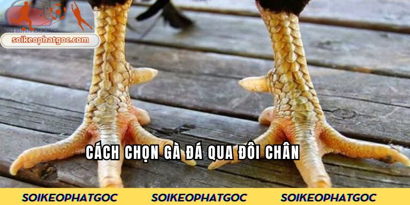 Cách chọn gà đá qua đôi chân